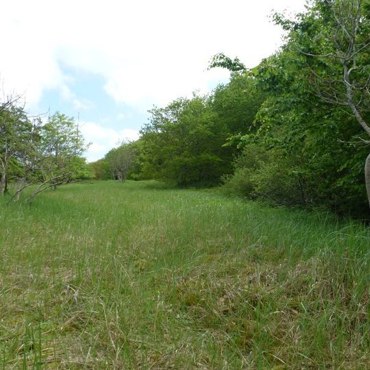 Bewaldete Düne bei Noer