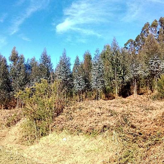 Castro de San Estevo