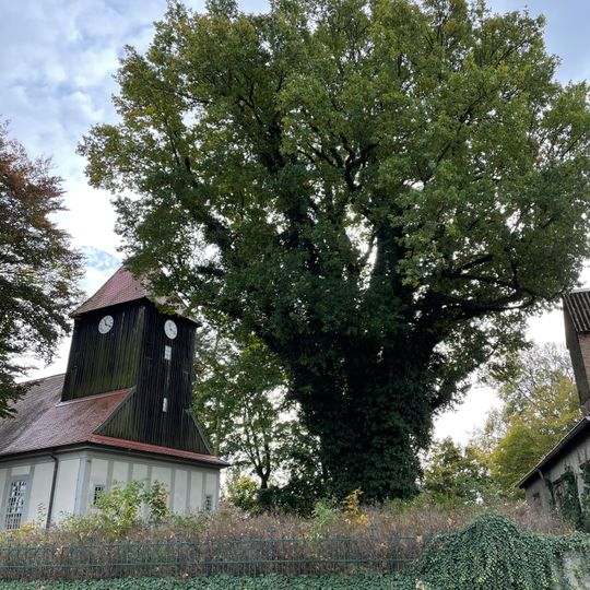 Naturdenkmal Stieleiche vor der Kirche in Beetz