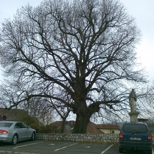 Klentnická lípa Sv. Jana Nepomuckého