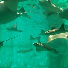 Aquaria: World of Fishes