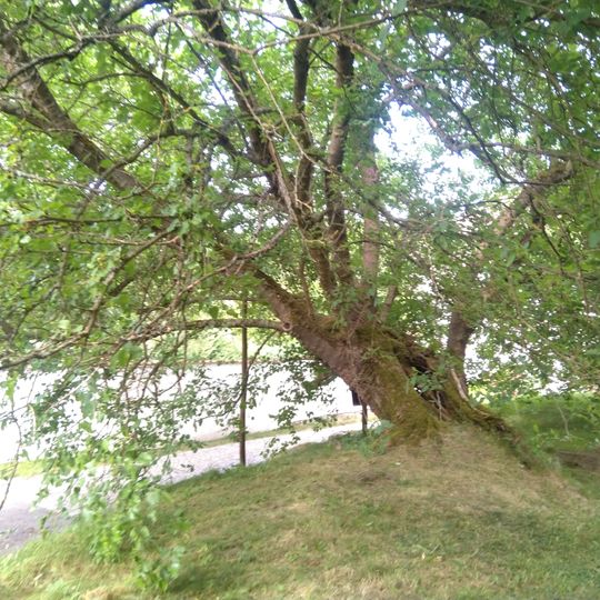 Morušovník v klášteře Zlatá Koruna