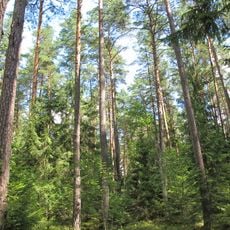 Nature reserve Wielki Las