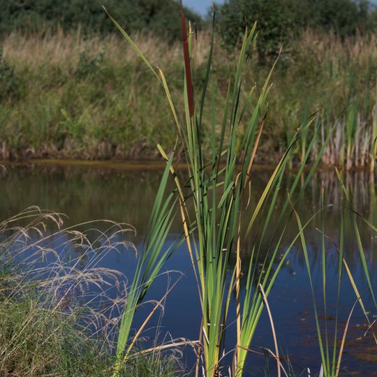 Rybníky u Lovětína