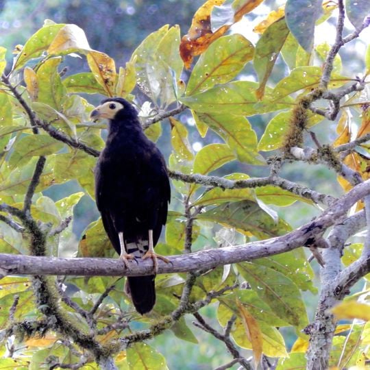 Reserva Biológica do Tapirapé