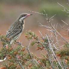 Riverland Biosphere Reserve