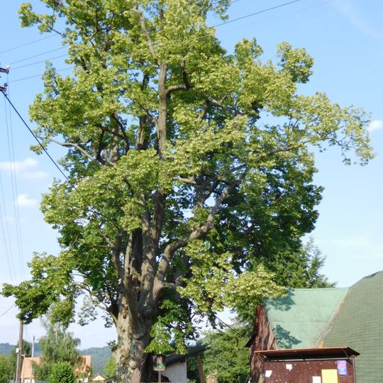 Lime tree in Sněhov