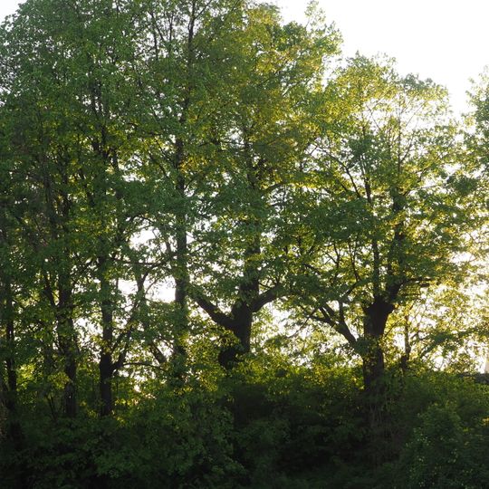 Linde Klostergut Oberwartha