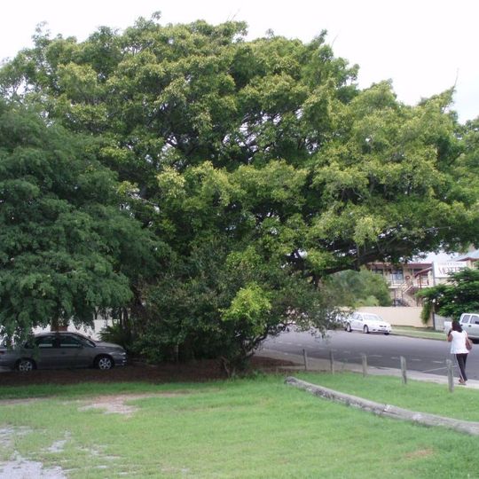 Fig Tree, Gladstone