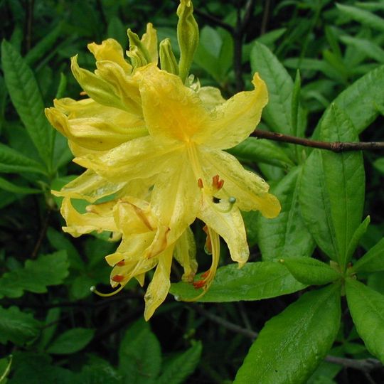 Jardín de rhododendron Fred Hamilton