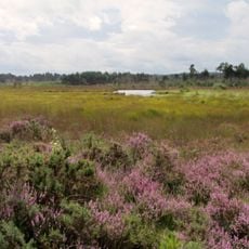 Thursley Common
