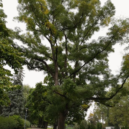 Jerlín japonský v Týně