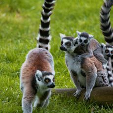 Lake District Wildlife Park