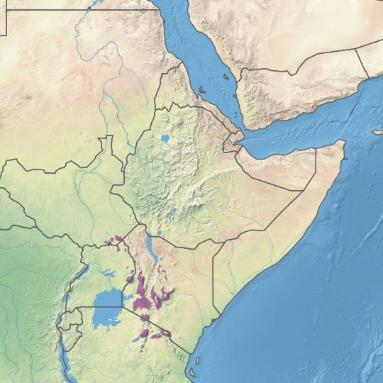 East African montane forests