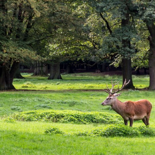 LSG-Duelmener Wildpark