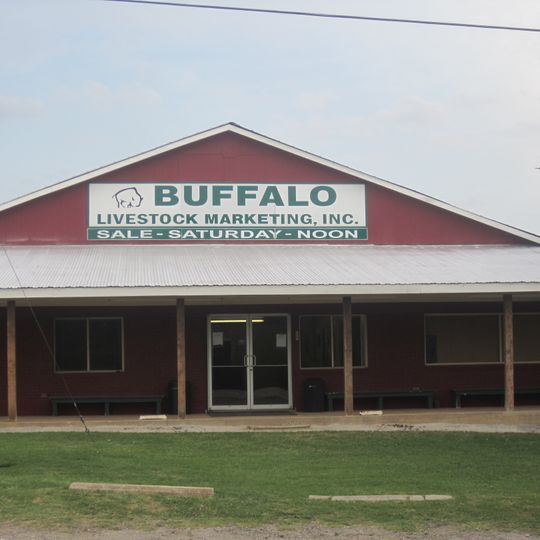 Buffalo