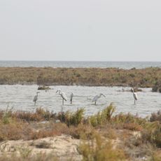 Lake Bardawil