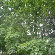 Lincoln University sugar maple