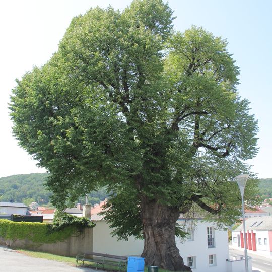 Friedhofslinde Wiesen