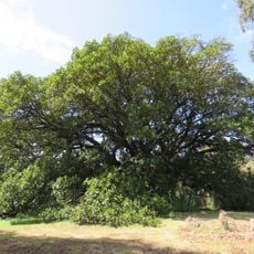 Moreton Bay Fig Tree & Charterhouse site