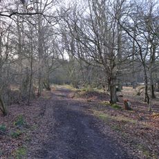 Knebworth Woods