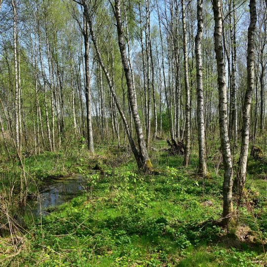 Rabinówka natural reserve