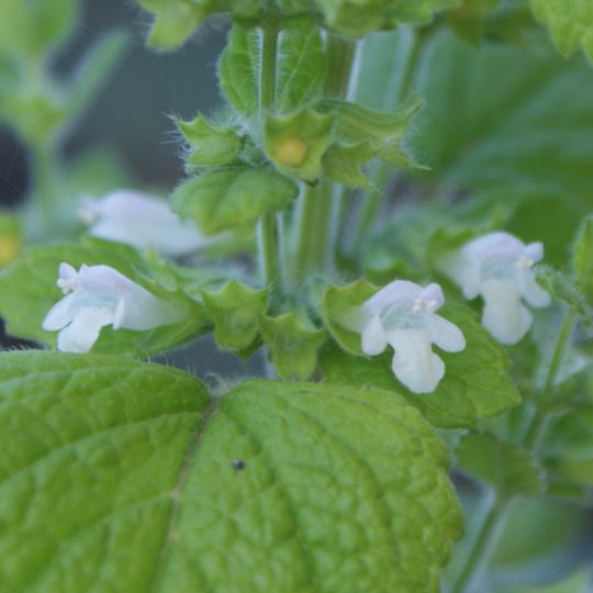 Jardín Botánico de Saint Xist