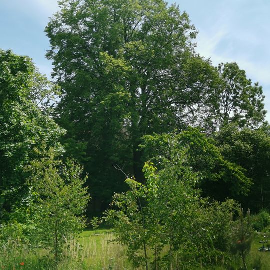 Naturdenkmal Winterlinden am Gasthof in Grünewald