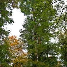 Naturdenkmal Sumpfzypresse im Schlosspark in Vetschau/Spreewald