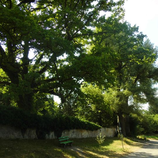 2 Silberpappeln und 1 Eiche