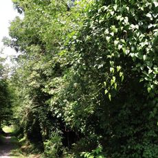 Hangwald an der Kuhsteige