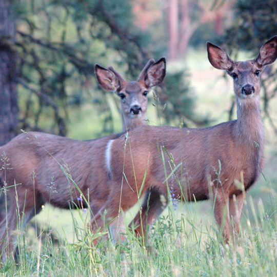 Wenaha Wildlife Area