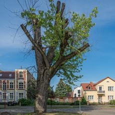 Naturdenkmal Silberahorn Karl-Liebknechtstraße (Ecke Clara-Zetkin-Straße) in Beelitz