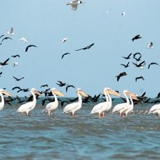 Danube Biosphere Reserve in Ukraine