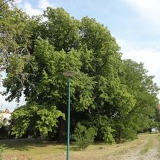 Naturdenkmal Winterlinde