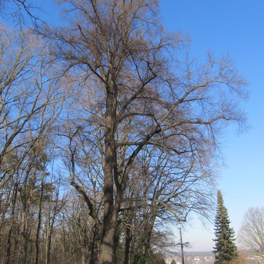 Albertlinde Rochwitz