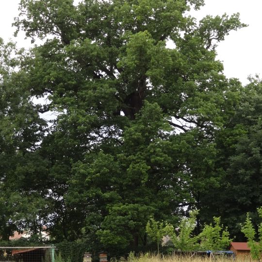 Dub letní pod Hradištkem