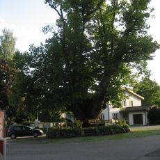 Dorflinde Alberschwende