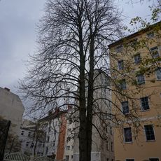Balkan-Rosskastanie Hochstädter Straße 13