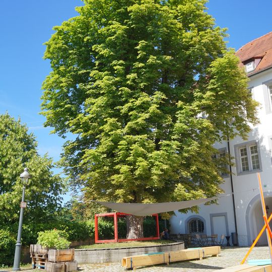 2 Kastanien im Schlosshof