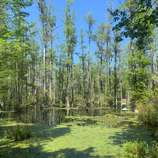 Cypress Gardens