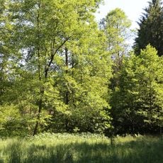 LSG Kirchseeoner Moos