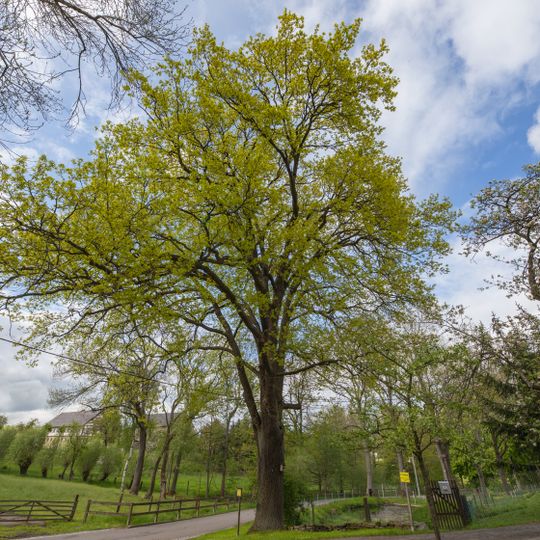 Friedens Eiche Kirchbach