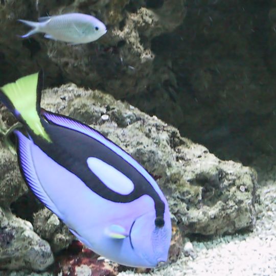 Acquario Tropicale di Siracusa