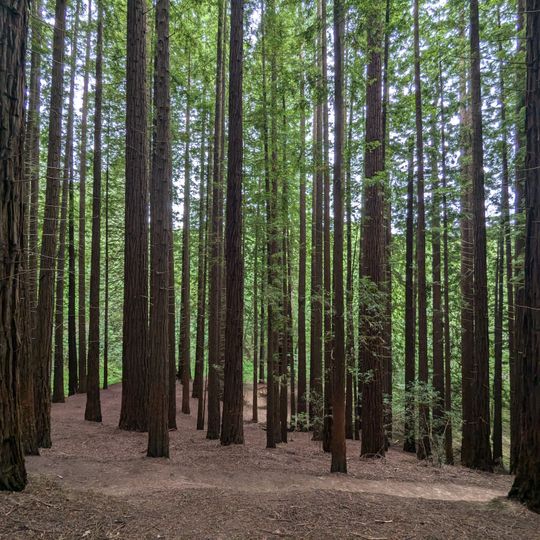 Secuoyas del Monte Cabezón