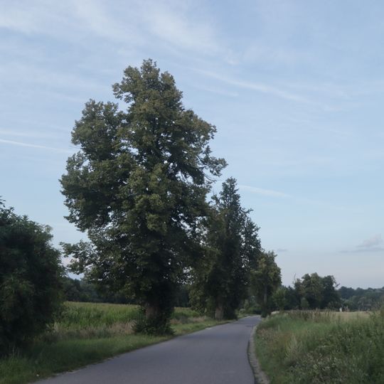 Lipové stromořadí v Polici