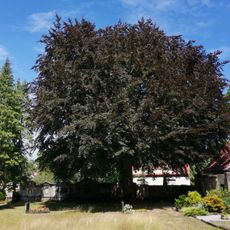 Naturdenkmal Rotbuche auf dem Friedhof Ortrand