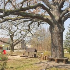 Naturdenkmal Stieleiche auf dem Spielplatz Frauenhorst