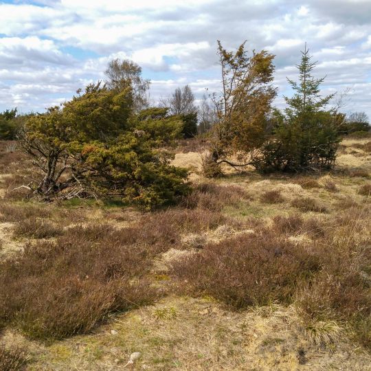 Löwenstedter Sandberge