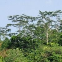 Rangkasbitung